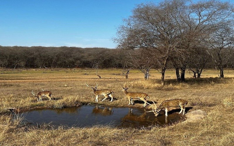 Ranthambore Tour Package From Hyderabad