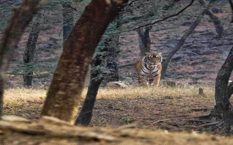 Ranthambore Tour Package From Chennai