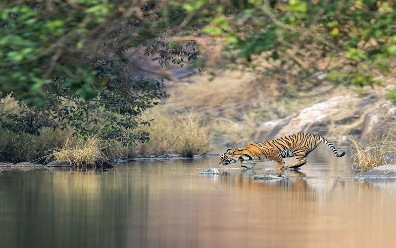 Ranthambore Tour Package From Pune