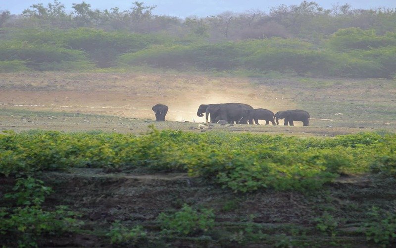 Jim Corbett Tour Package From Hyderabad