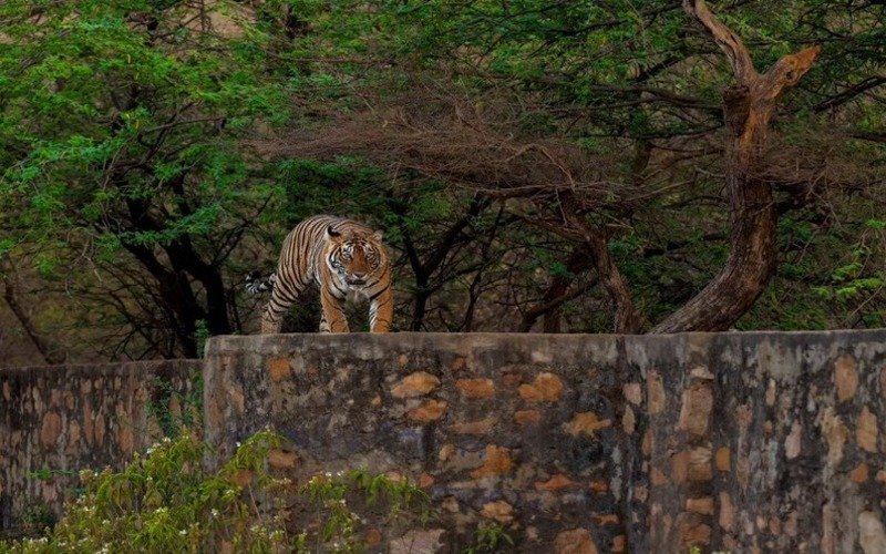 Ranthambore Tour Package From Jaipur